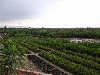 grey mangrove