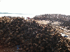 COCONUT SHELL CHARCOAL AVAILABLE FOR SALE 