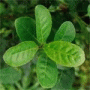Yerba Mate Gamila secret Amalthia