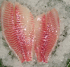 tilapia halal meat chicken filet crap shrimps prawns shells cowries ribbon fish frogs dogs cat